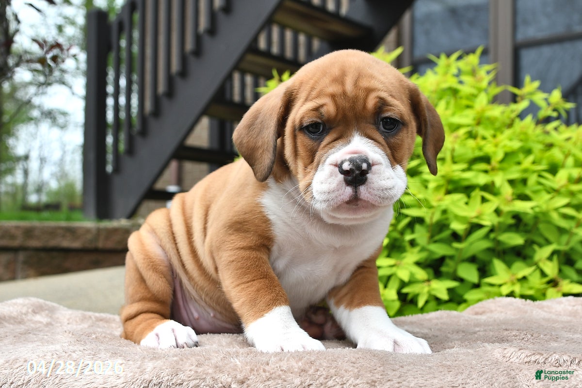 Beabull dogs Mindy - Ad 2