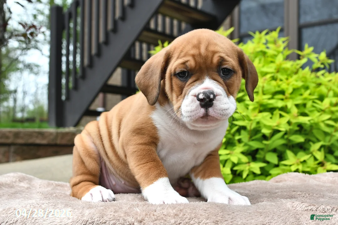 Beabull dogs for sale: Mindy - Ad 2