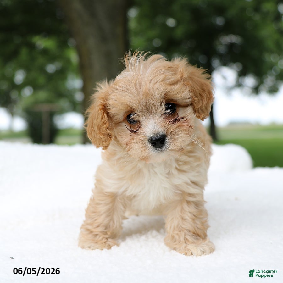 Cavapoo dogs Teddy - Ad 1