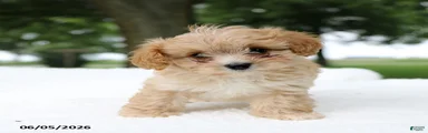Teddy