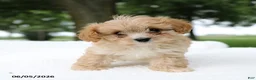 Cavapoo dogs for sale: Teddy - Ad 1