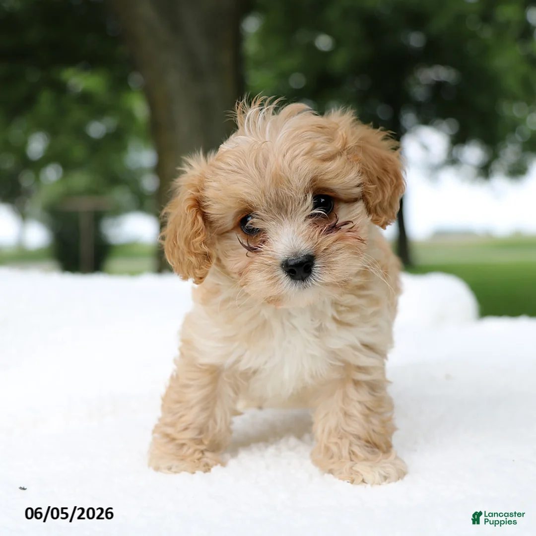 Cavapoo dogs for sale: Teddy - Ad 1