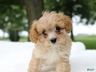 Cavapoo dogs for sale: Teddy - Ad 4