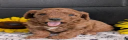 Mini Goldendoodle dogs for sale: Mini -Katy - Ad 7