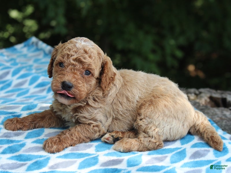 Miniature Poodle dogs for sale: Sydney - Ad 1