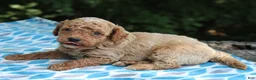 Miniature Poodle dogs for sale: Sydney - Ad 1