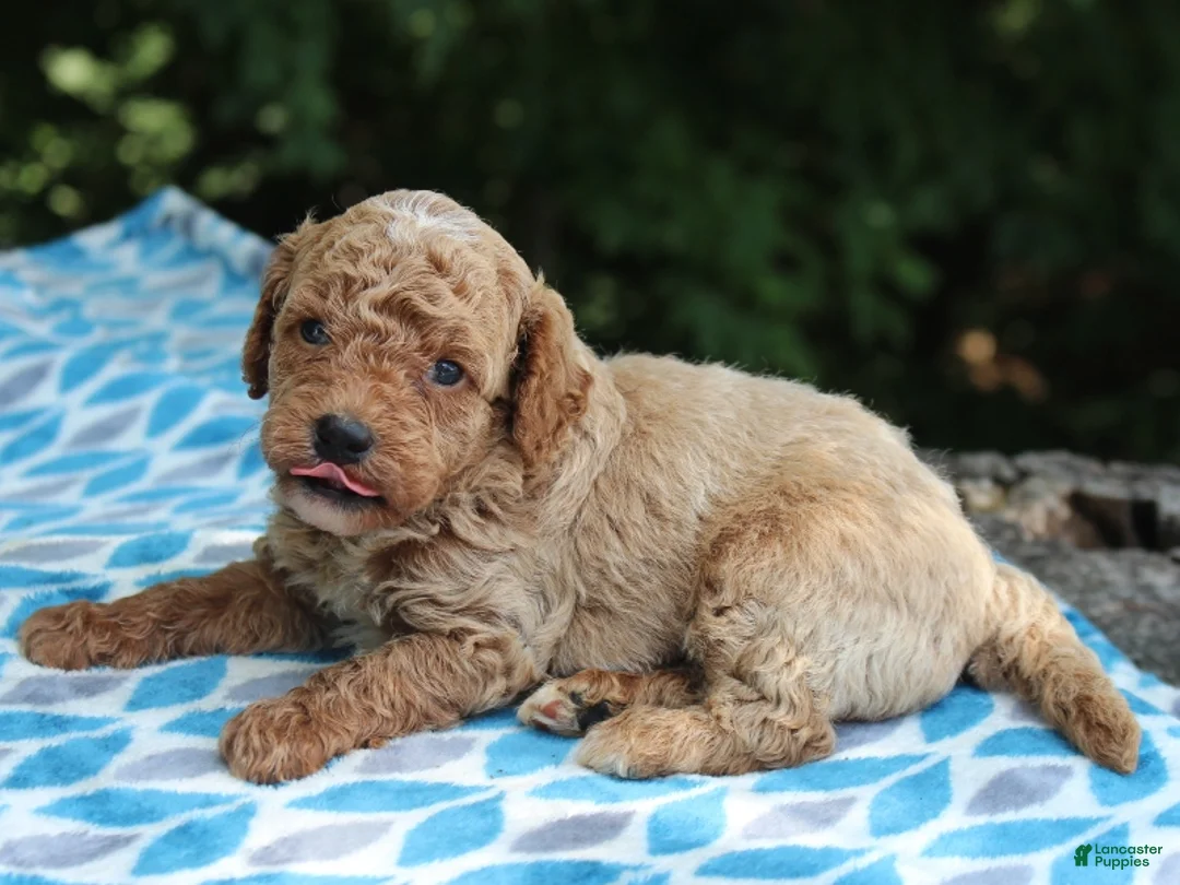 Miniature Poodle dogs for sale: Sydney - Ad 1