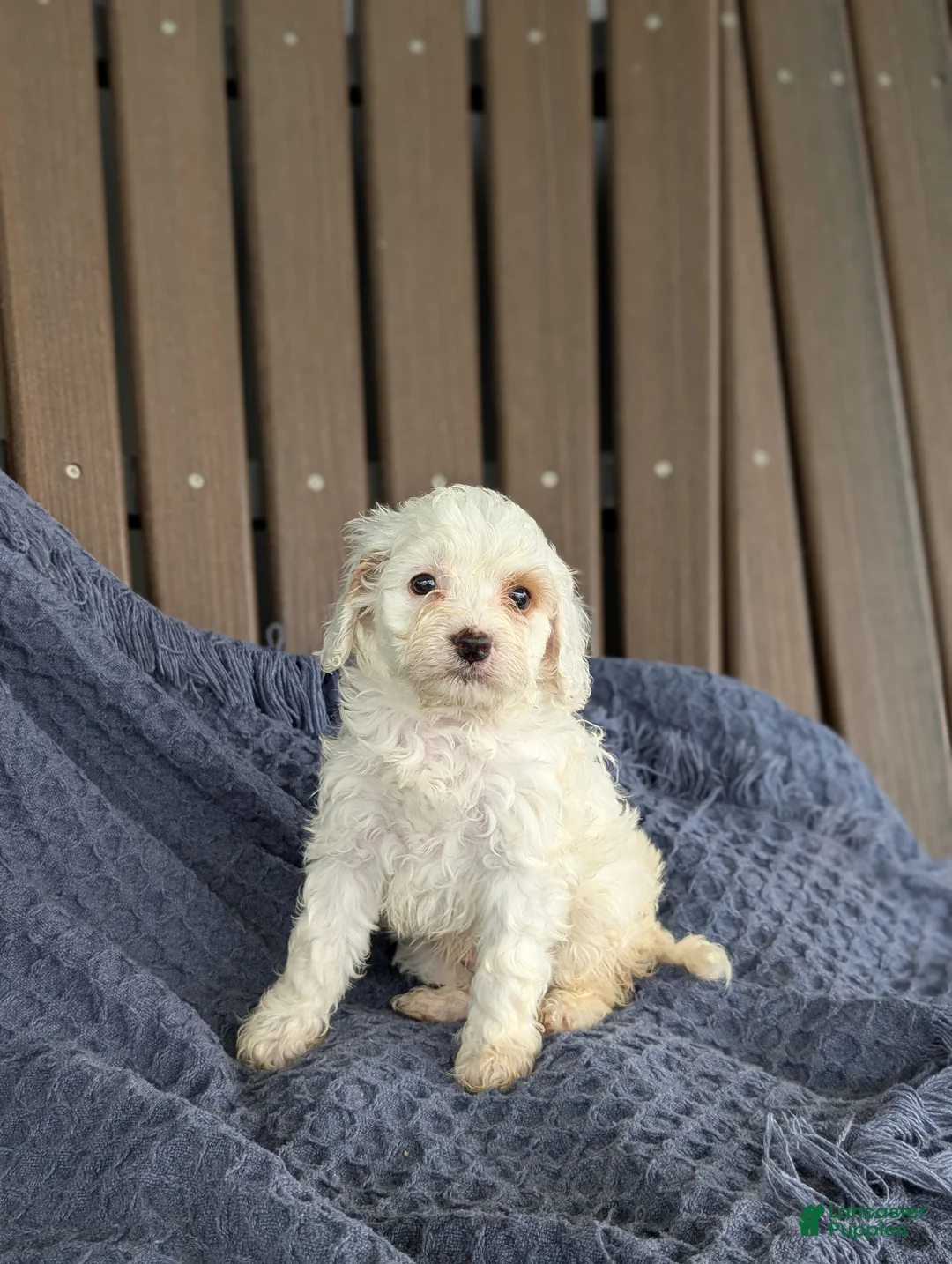 Cavapoo dogs for sale: Benedict  - Ad 1