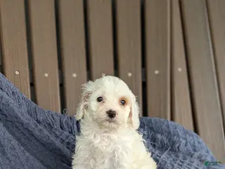 Cavapoo dogs for sale: Benedict - Ad 3