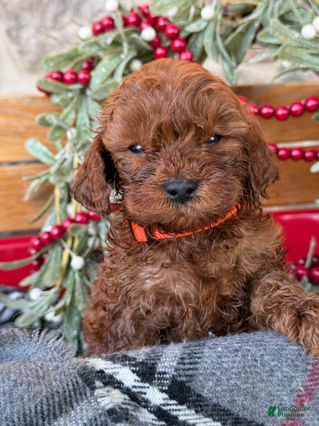 Mini Goldendoodle dogs for sale: Igloo - Ad 2