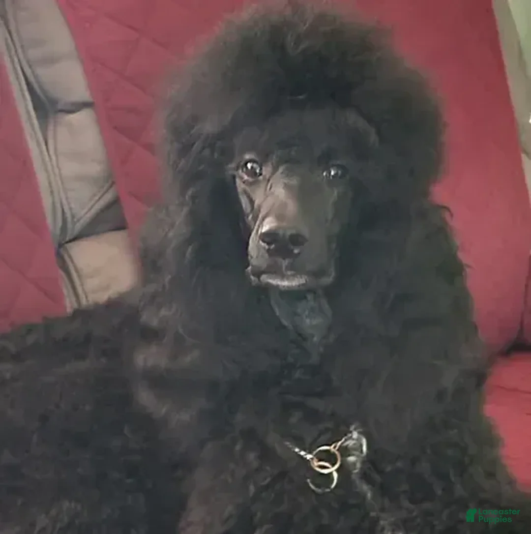 Gallery Image {{count}}