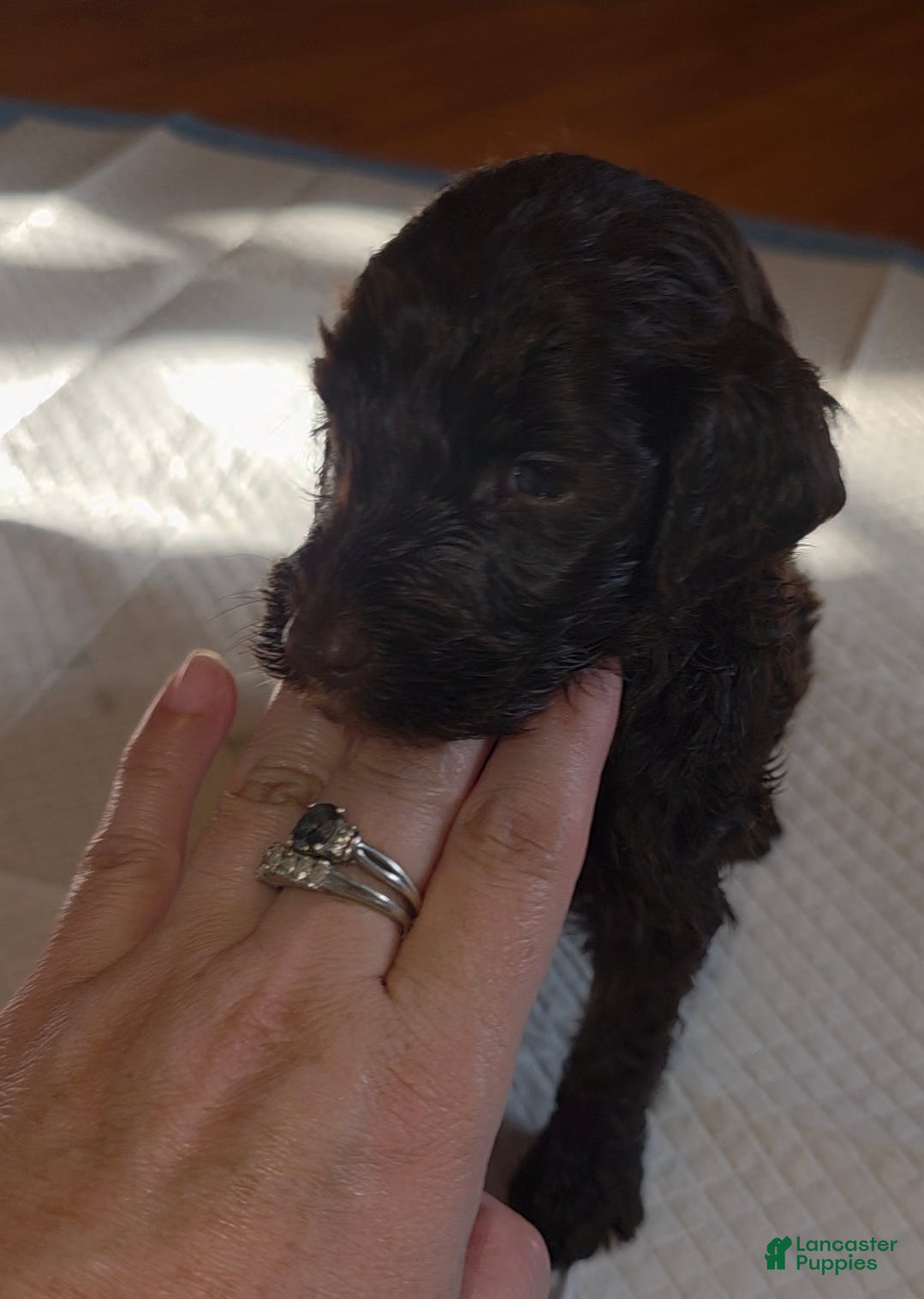 Sheepadoodle dogs Mocha - Ad 22