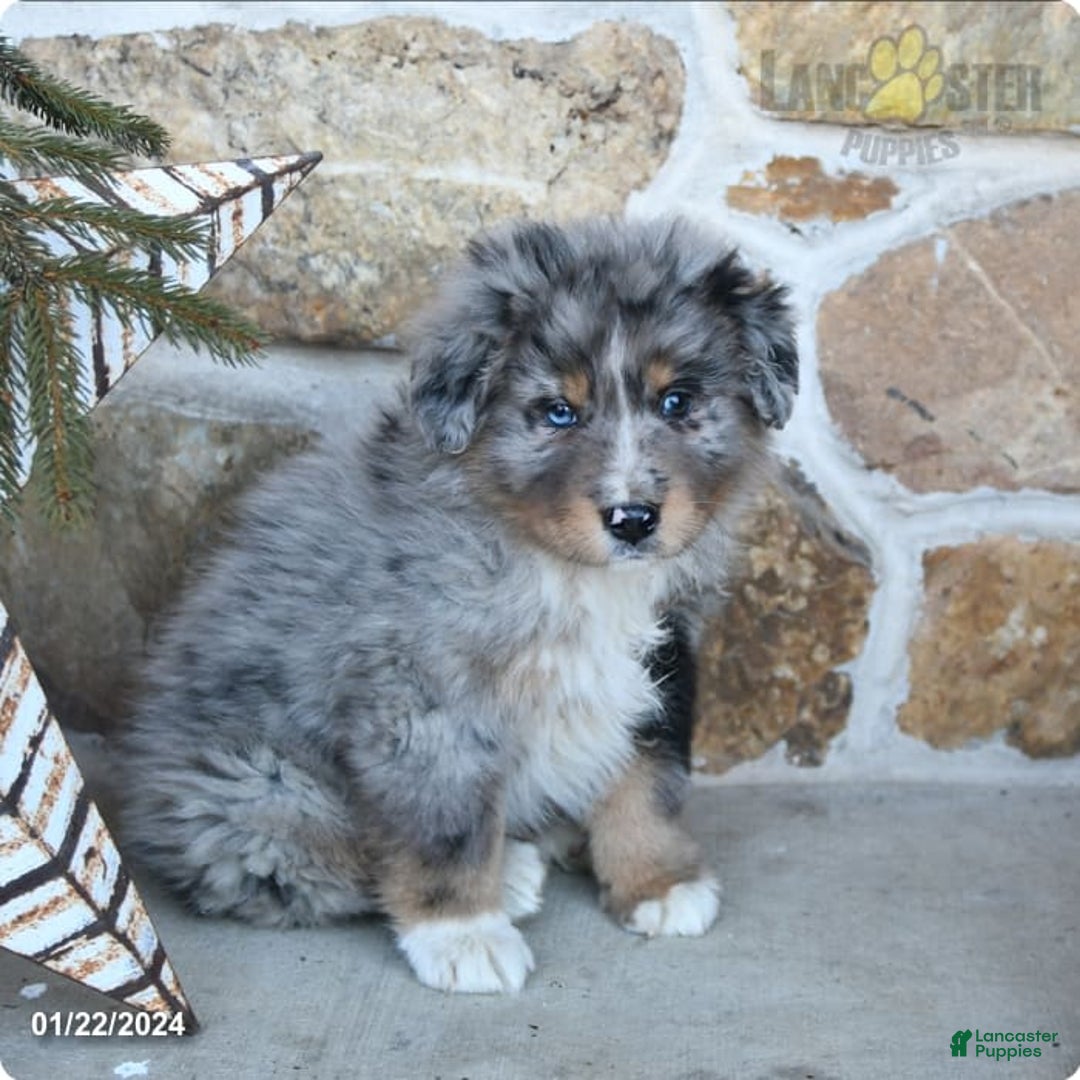 Gallery Image {{count}}