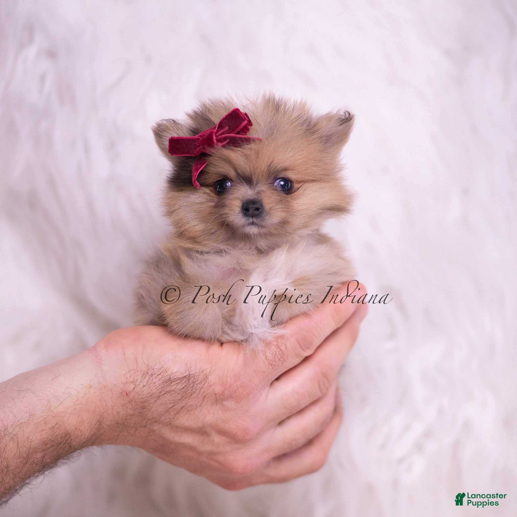Pomeranian dogs Lil Tootsie - Ad 1