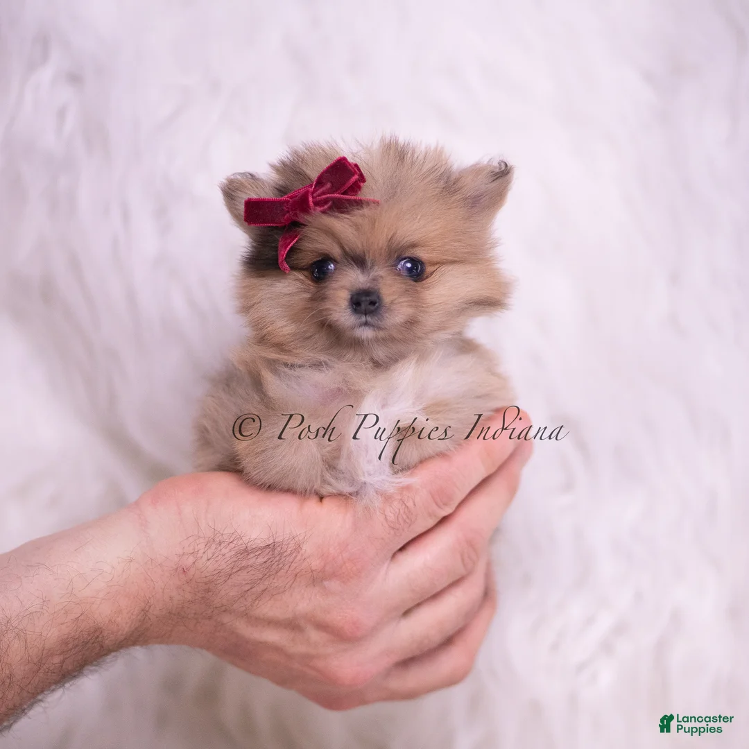 Pomeranian dogs for sale: Lil Tootsie - Ad 1