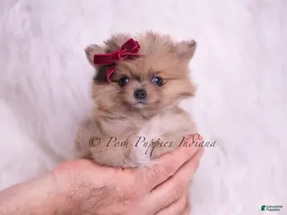 Pomeranian dogs Lil Tootsie - Ad 32