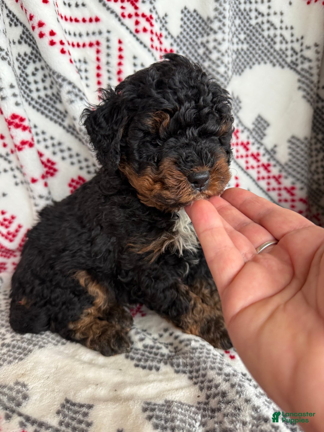 Mini Bernedoodle dogs for sale: Chance - Ad 1