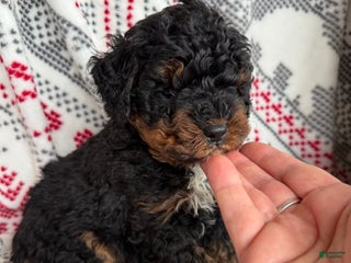 Mini Bernedoodle dogs Chance - Ad 11