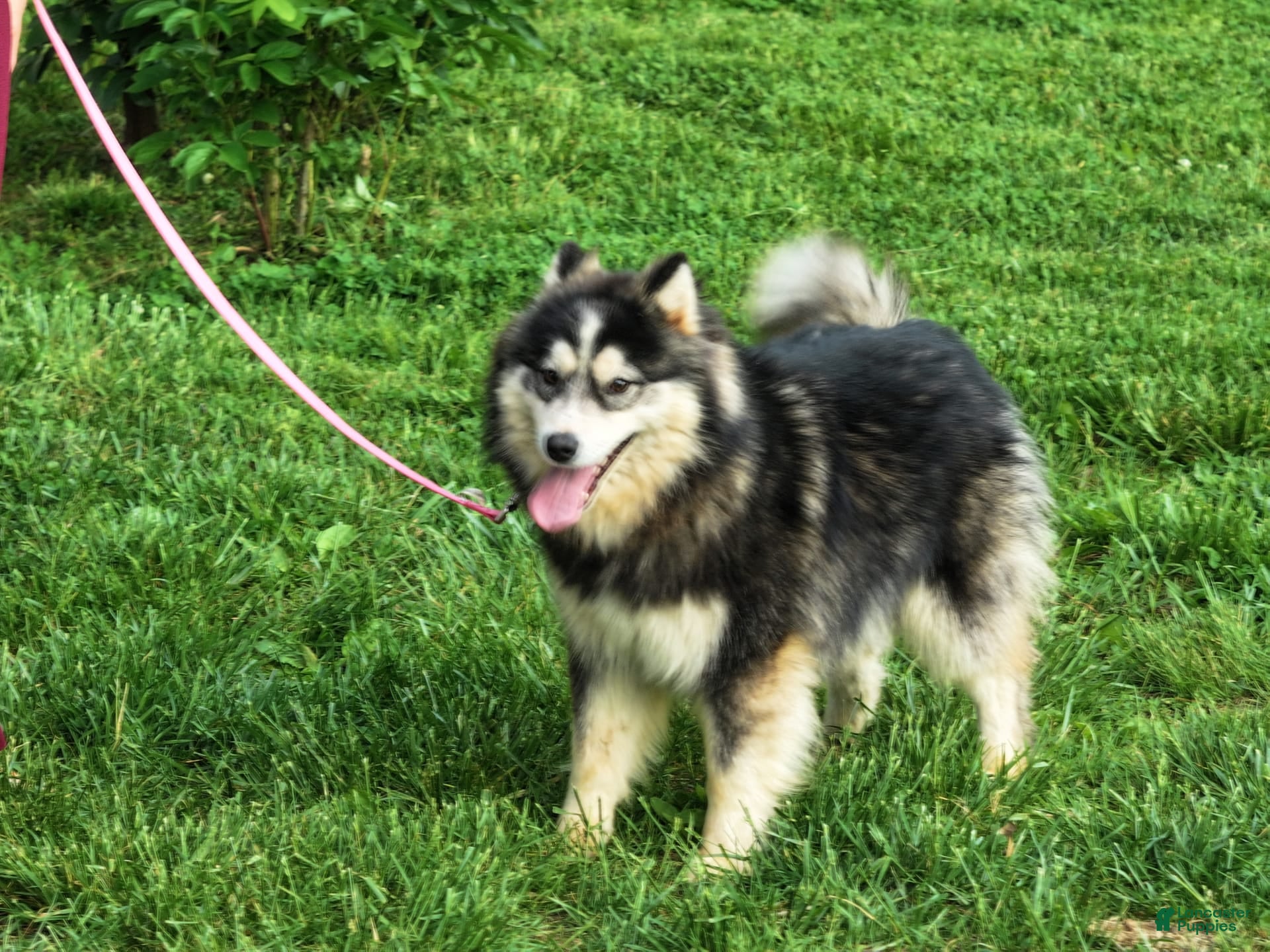 Pomsky dogs Buster - Ad 1