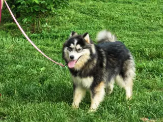 Pomsky dogs Buster - Ad 10