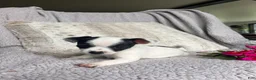 Chihuahua dogs for sale: Lilly - Ad 5