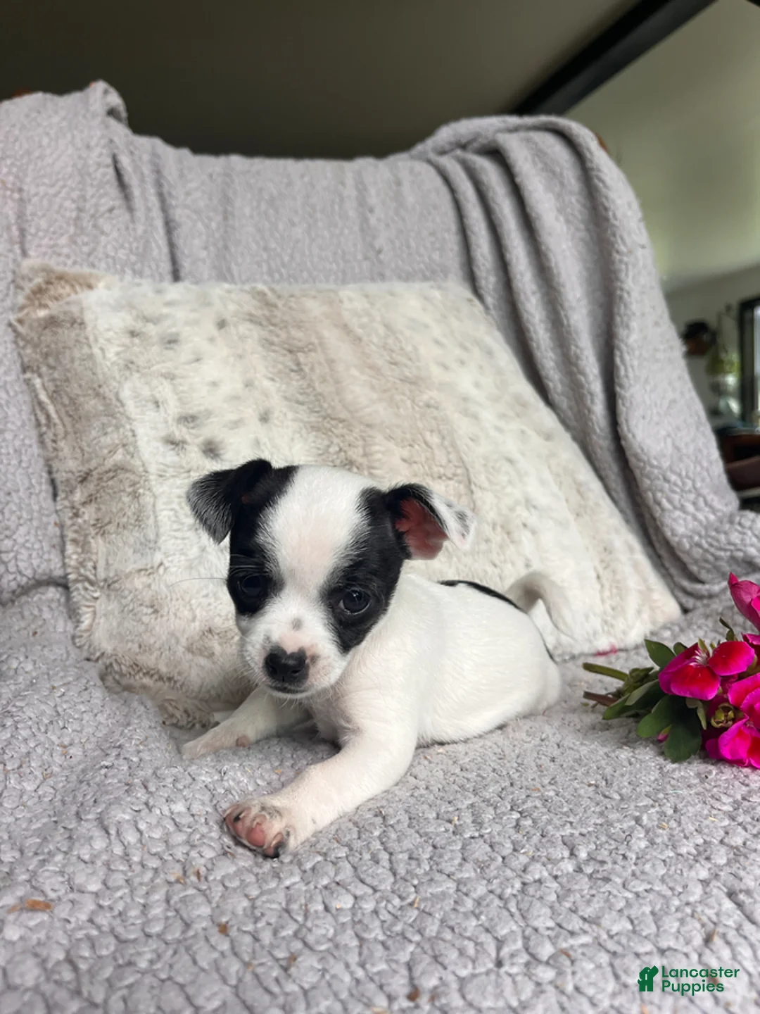 Chihuahua dogs for sale: Lilly - Ad 5