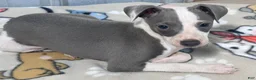 Italian Greyhound dogs for sale: Leo - Ad 3