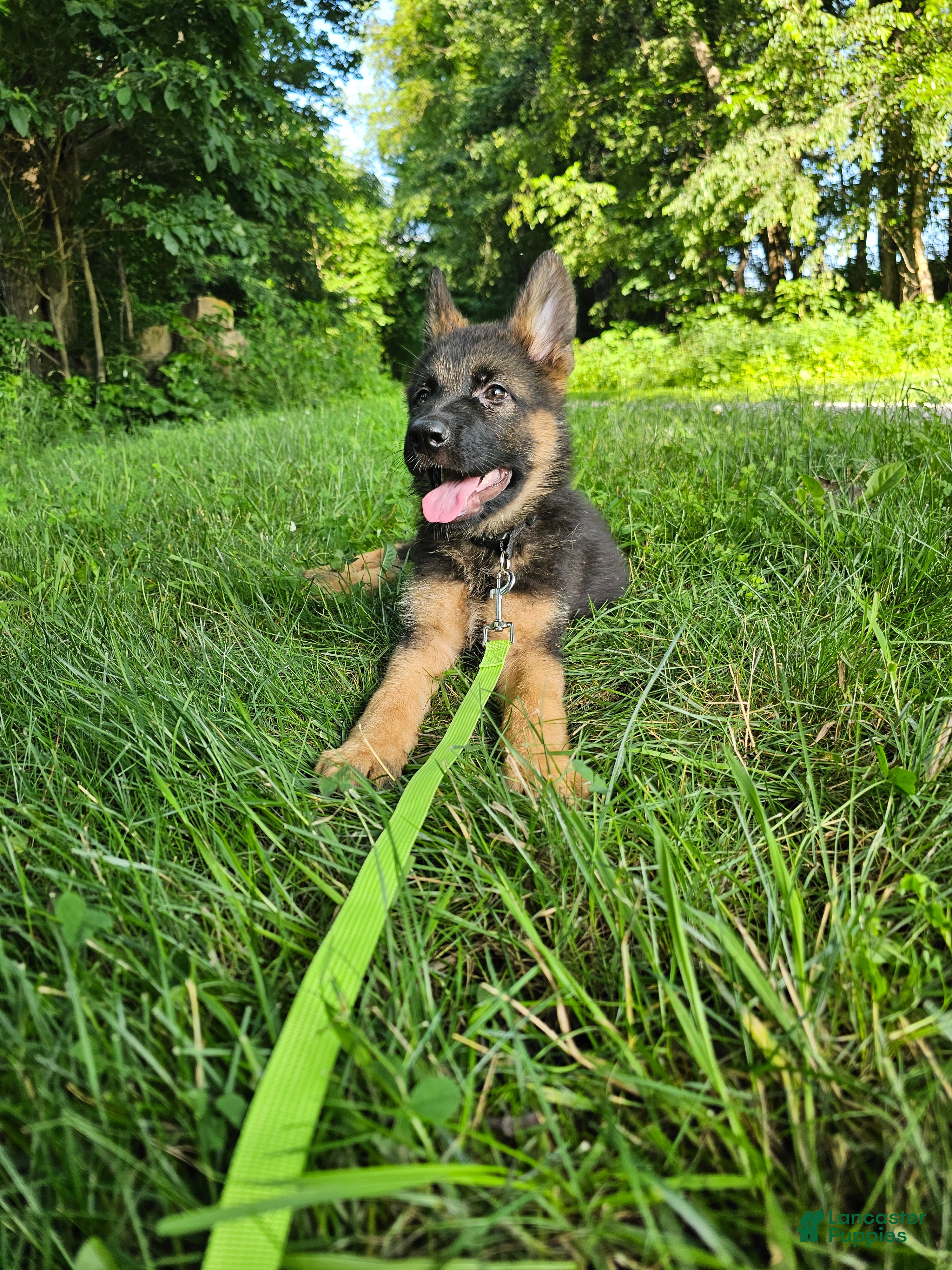 German Shepherd dogs Jack - Ad 2