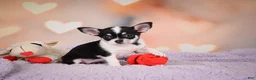 Chihuahua dogs for sale: MAPLE - Ad 7