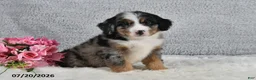 Mini Bernedoodle dogs for sale: Kaya - Ad 3