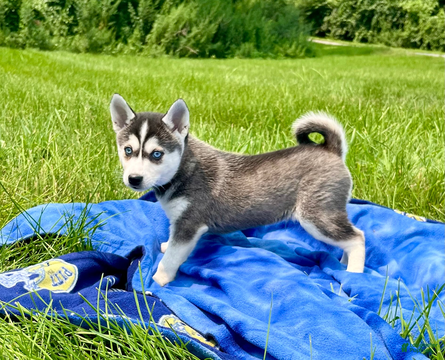Alaskan Klee Kai dogs Alaskian ❤️ICA Reg❤️ - Ad 6
