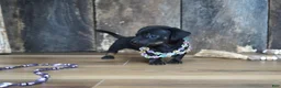 Miniature Dachshund dogs for sale: Abbi - Ad 8