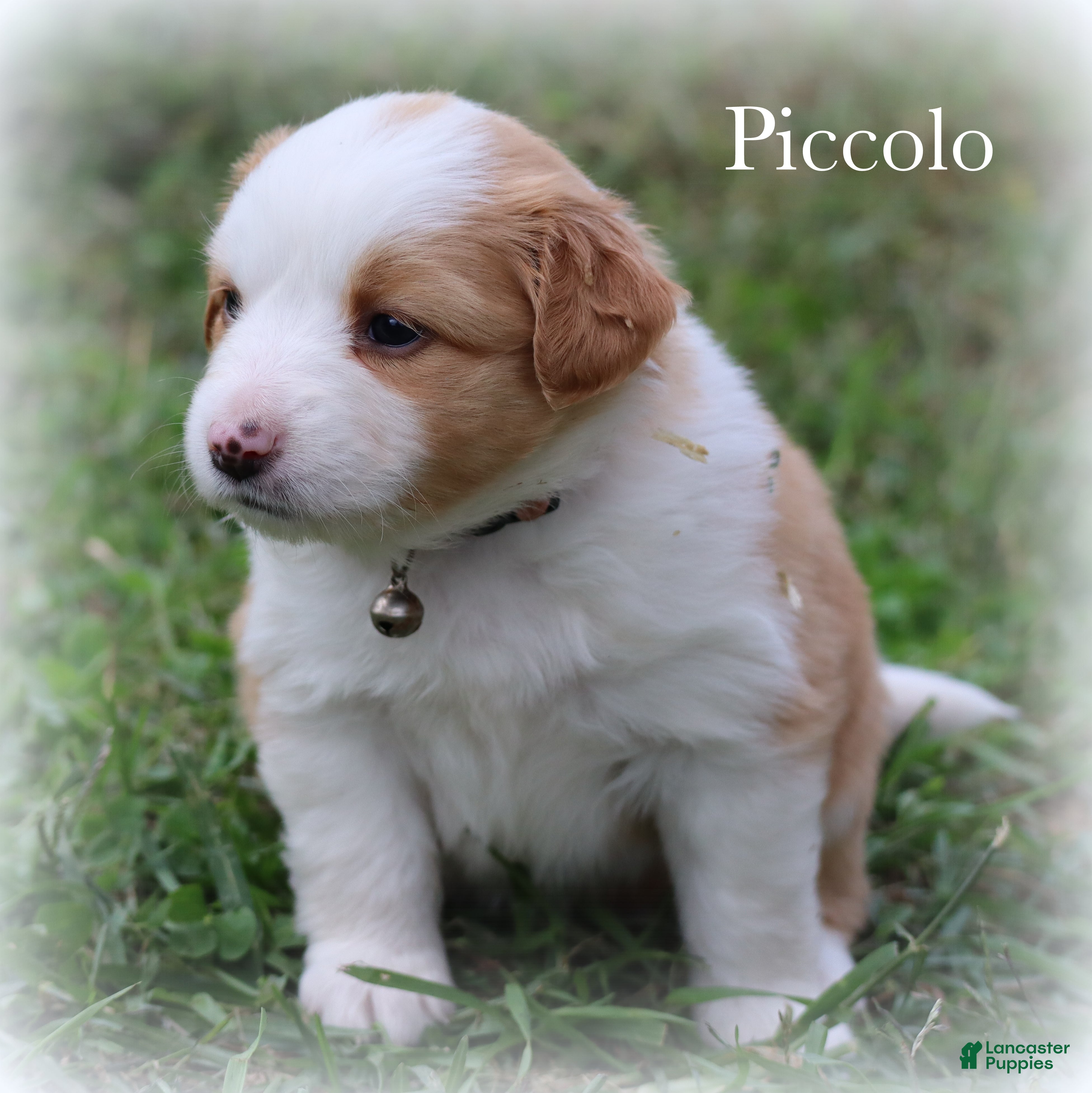 Miniature Australian Shepherd dogs Piccolo - Ad 2