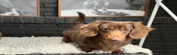 Miniature Dachshund dogs for stud: CRASH OPEN FOR STUD SERVICE  - Ad 1