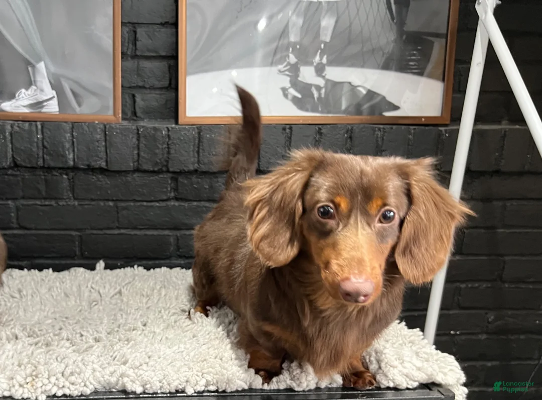 Miniature Dachshund dogs for stud: CRASH OPEN FOR STUD SERVICE  - Ad 1