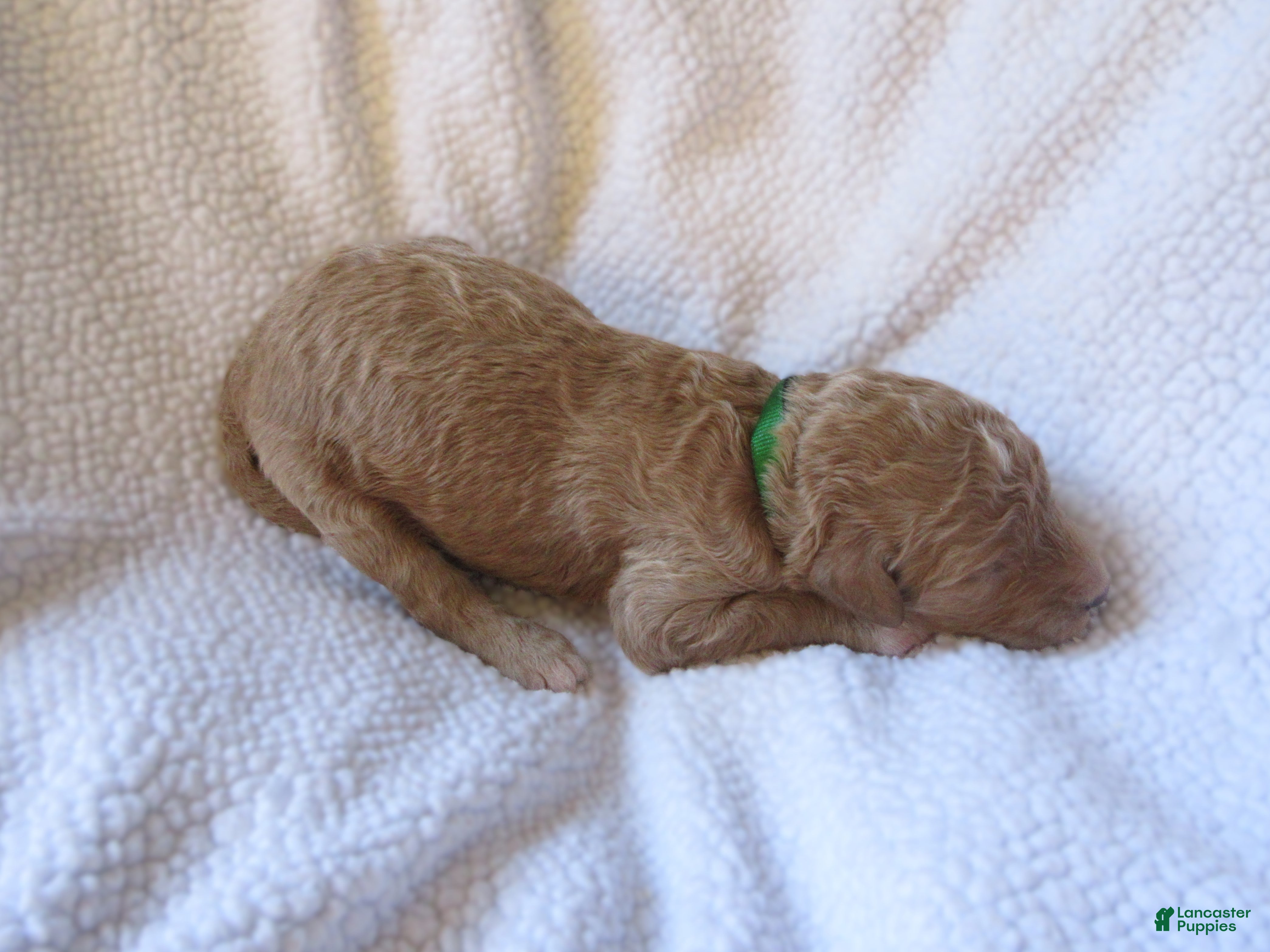 Goldendoodle dogs for sale: Green collar - Ad 2