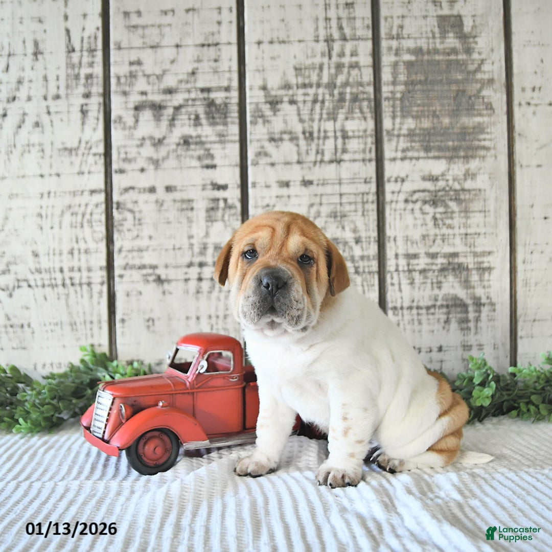 Mini Hippo dogs for sale: Dakota - Ad 1