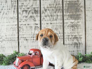 Mini Hippo dogs Dakota - Ad 3