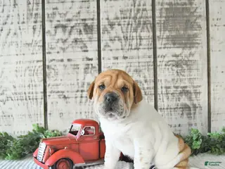 Mini Hippo dogs Dakota - Ad 8