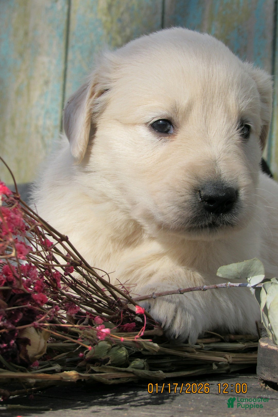 Golden Retriever dogs for sale: Golden Retriever Puppy 3 Lacy - Ad 2