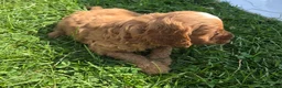 Cavapoo dogs for sale: Rocket - Ad 8