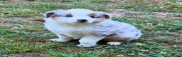 Miniature Australian Shepherd dogs for sale: Prince - Ad 4
