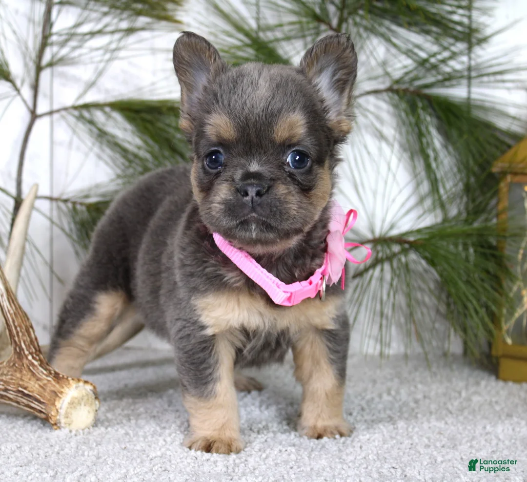 French Bulldog dogs for sale: Princes - Ad 1