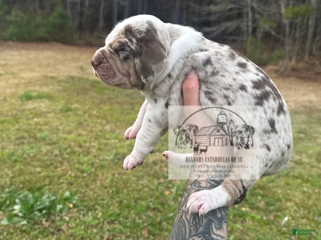 Catahoula Leopard Dog dogs for sale: Girl 2 - Ad 7
