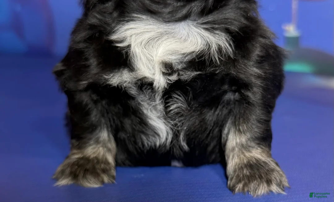 Pekingese dogs for sale: ACA Dobby BLACK and tan - Ad 8