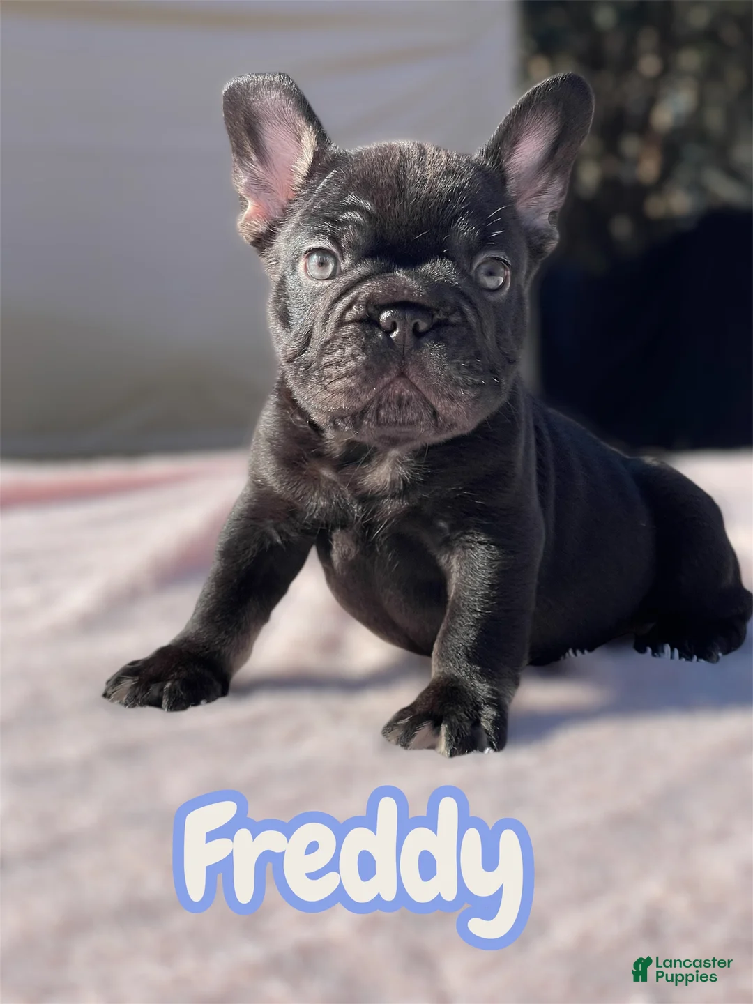 French Bulldog dogs for sale: Freddy - Ad 2