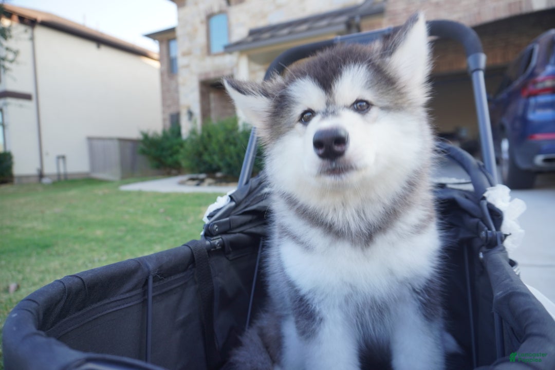 Alaskan Malamute dogs for sale: Dong Dong - Ad 3