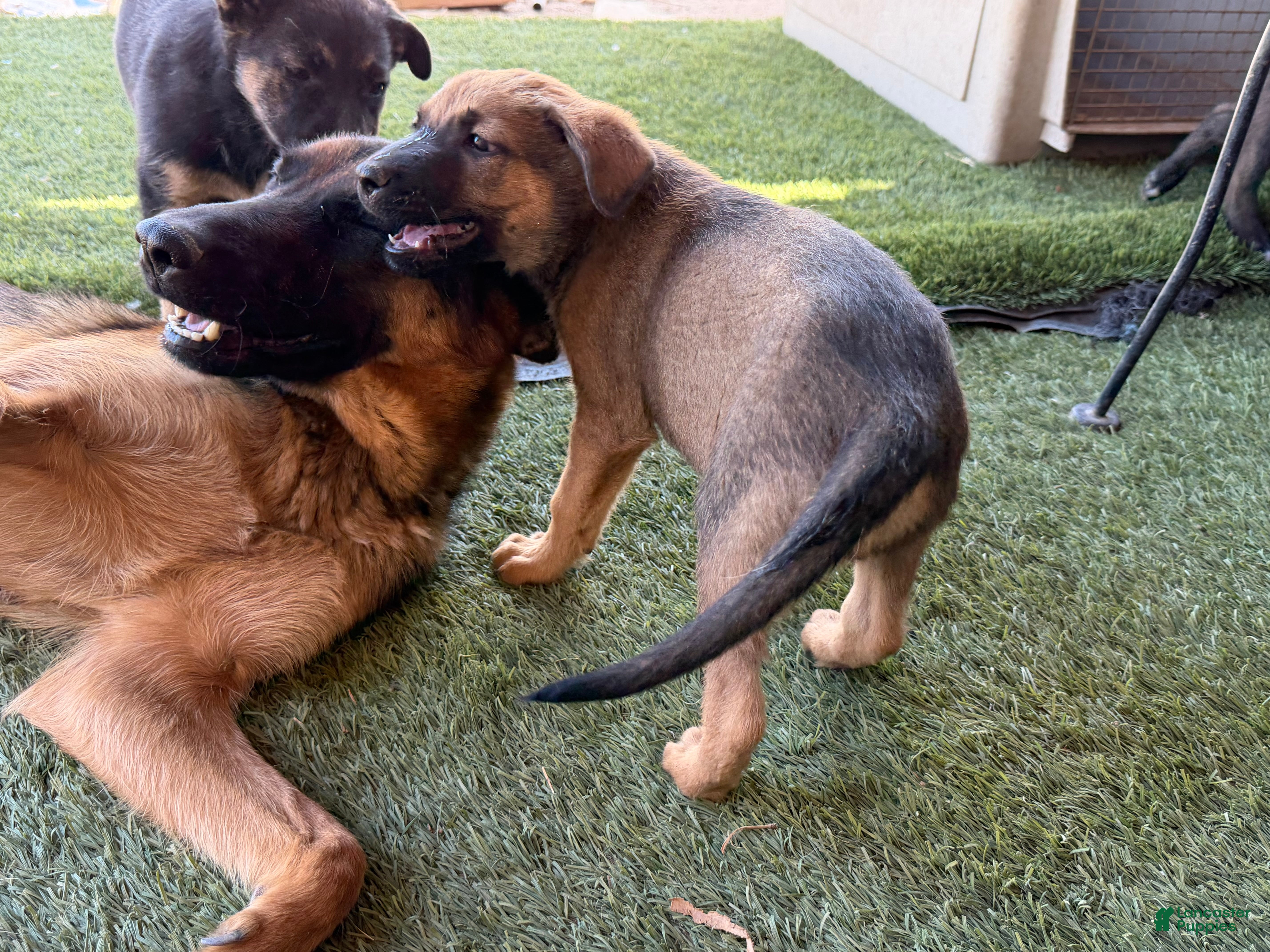 German Shepherd dogs German Shepherd Puppy 4 - Ad 4