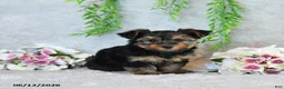 Yorkshire Terrier dogs for sale: Carolyn - Ad 1