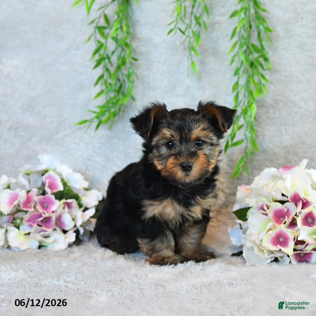 Yorkshire Terrier dogs for sale: Carolyn - Ad 1